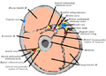 Cross-section through the middle of upper arm.