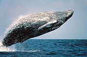 Гърбат кит, (Ивичести китове)