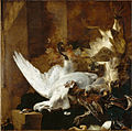 Jan Baptist Weenix, Nature morte avec un cygne, vers 1651