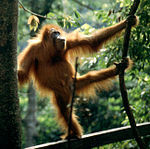 Sadece bu bölgede yaşayan Sumatra orangutanları tehlike altındadır.