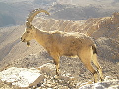 Nubisk steinbukk i Negev