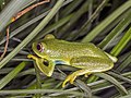 Oceanic tree frog