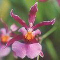 Dailioji oncidija (Oncidium ornithorhynchum)