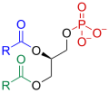 Fosfatidato