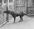 T. cynocephalus no zoo de Hobart, Tasmania