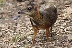 Thumbnail for Java mouse-deer