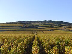 Vignobles à l'ouest de Beaune.