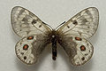 Parnassius acdestis