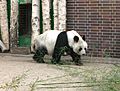 in reuzepanda yn 'e Berliner Zoo