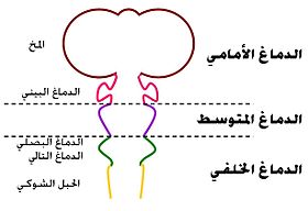 التكوين الجنيني للدماغ ويلاحظ الأقسام الرئيسية لدماغ الكائنات الفقارية.