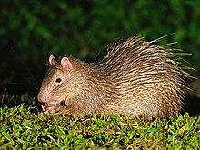 Atherurus macrourus i Thailand