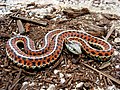 Image 1The garter snake has been studied for sexual selection. (from Snake)