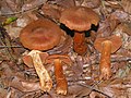 !!!Cortinarius rubellus!!!