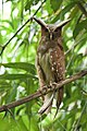 Crested owl