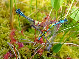 Росянка английская (Drosera anglica) поймала в ловушку трёх голубых стрекоз (Enallagma cyathigerum)