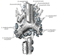 The tracheobronchial lymph glands