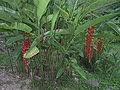 Heliconia pogonantha, Costa Rica (In der Nähe einer Lodge, Atlantik-Seite)