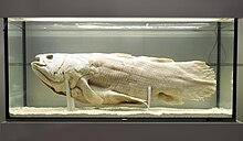 L'esemplare di Latimeria conservato in Museo