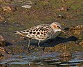 Apró partfutó (Calidris minuta)