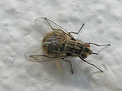 Stomoxys calcitrans, une Muscidae.