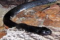 Indochinese spitting cobra