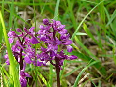 Orchis mâle.