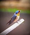 Hirundo tahitica