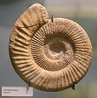 Perisphinctes