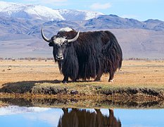 Yak dans l'Altaï.