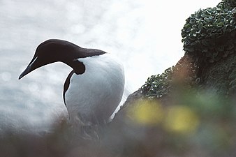 Pasăre Murre⁠(d) (Uria lomvia).