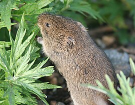 Șoarece de tundră (Microtus oeconomus)