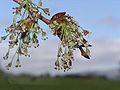 3. Ulmus laevis: κρεμαστά άνθη