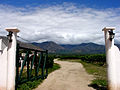 Weinberg und Gebirge in Cafayate