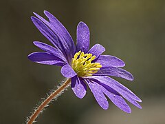 Balkan Windröschen (Anemone blanda)-20230407-RM-124525