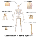 تصنيف أنواع العظام. مثال على العظام الطويلة (عظم الفخذ) أسفل يمين الصورة.