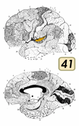 ブロードマンの脳地図における41野。聴覚野にあたる。