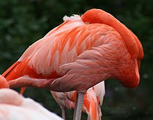 灰色の足をしたピンク色のフラミンゴが、長い頸を体に押し付けて、頭を翼の下に押し込んでいる。