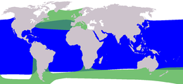 Distribución das dúas especies de Globicephala En verde: G. melas. En azul: G. macrormacrorhynchus.