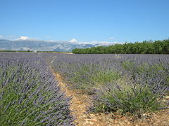 Champs de lavande en Provence