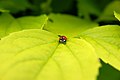 30. Hétpettyes katicabogár (Coccinella septempunctata) (javítás)/(csere)