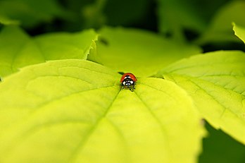 Coccinelle à sept points (Septempunctata), Belgique. (définition réelle 3 008 × 2 000*)