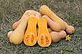 Cucurbita moschata 'Butternut'