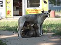 Chienne allaitant ses petits dans la rue, à Odessa