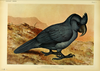 毛里裘斯冕鸚鵡