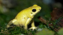 Une Phyllobates terribilis, qui fait partie intégrante de l'intrigue de ce 4e épisode.