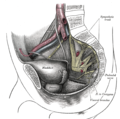 Dissection of side wall of pelvis showing sacral and pudendal plexuses. (Bladder visible at lower left.)