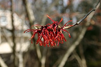 Fleurs d'Hamamelis × intermedia 'Diane'.