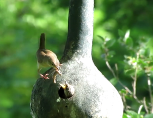 Casina d'aves (n'inglés birdhouse). Un furacu a la banda ye la entrada; otru furacu pequeñu na base drena l'agua d'agua y otru enriba de too ye pa poder colgar.[cita 2] Si se la pinta dura más años. Cultivares: 'Birdhouse' (='Purple Martin House', ='Bird's Nest'),[cita 3] 'Purple Martin' (='Martin', ='Bird's Nest', dacuando 'Birdhouse' que ye aplicáu a un rangu más ampliu de frutos)[cita 4] del SE d'USA pa los páxaros "Purple Martin".