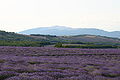 Lavendelfelder vor auf dem Mont Ventoux bei Saint-Christol