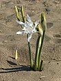 Pancratium maritimum (Amaryllidaceae)